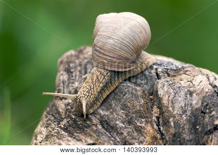 a big grape snail, brown  reeps on a long snag,