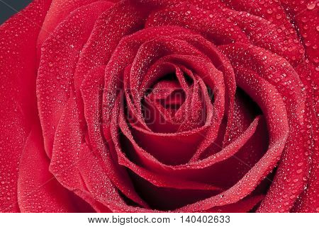 a beautiful red rose with wet petals