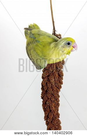 Forpus chick eating millet spray on white background