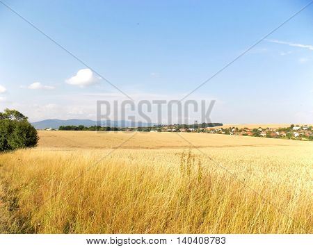 Wheat field and village in background during summer