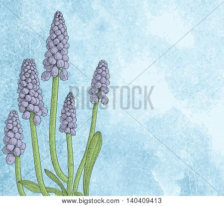Grape hyacinth, or muskari, on grunge paper background vector