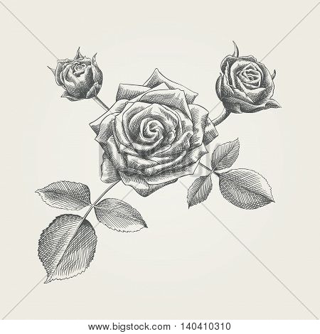 Hand drawn roses. Decorative floral element for greeting card etc.