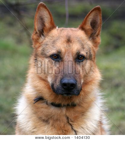 Hund
