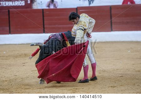 Sabiote SPAIN September 9 2011: The Spanish Bullfighter Cayetano Rivera bullfighting with the crutch in the Bullring of Sabiote Spain