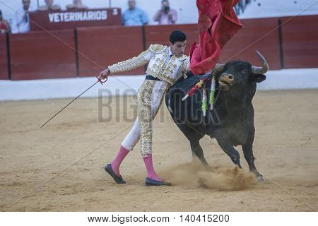 Sabiote SPAIN September 9 2011: The Spanish Bullfighter Jose Carlos Venegas bullfighting with the crutch in the Bullring of Sabiote Spain
