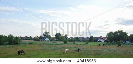 Beautiful landscape: Horses on Hiddensee Island Germany