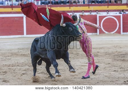 Sabiote SPAIN August 26 2011: The Spanish Bullfighter Miguel Tendero bullfighting with the crutch in the Bullring of Sabiote Spain