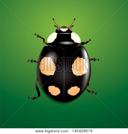 Black ladybug on green background. Vector insect illustration