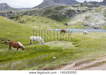 Horses grazing near a lake in the mountain in Ayous Lakes Pyrenees France