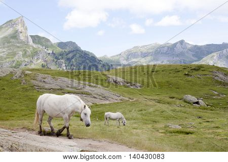 Two Horses In The Mountain In Ayous Lakes, Pyrenees, France