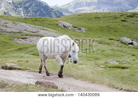 White Horse In The Mountain In Ayous Lakes, Pyrenees, France