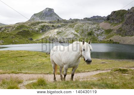 Horse Looking At You Grazing In The Mountain In Ayous Lakes, Pyrenees, France