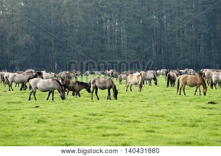 A herd of wild ponies grazing on the meadow of a coupling.