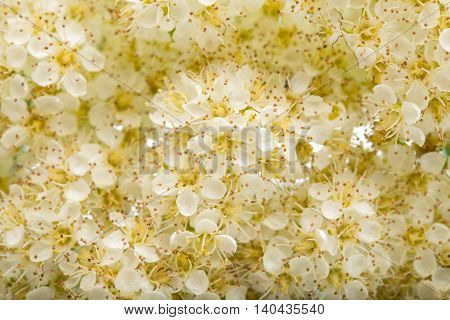 White flowers of the rowan tree. Close up.