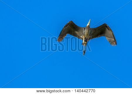 a great blue heron flying through the blue sky.
