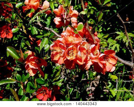 Flowers in the sunshine of the spring