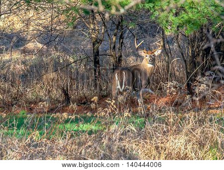 Large white-tailed deer buck standing alert in a field.