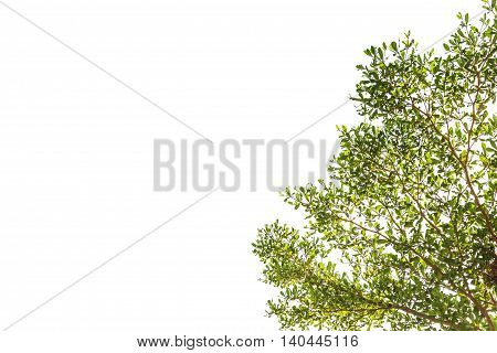 A photo of Green leaf on isolate white background Branch of Terminalia ivorensis Chev on isolate white background
