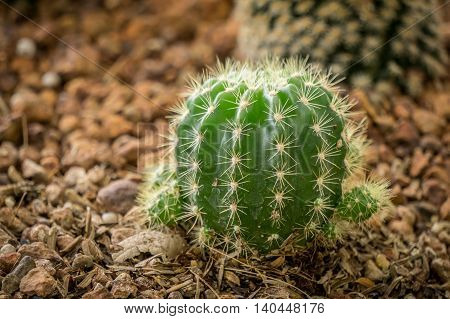 Cactus in desert. Domestic cactus close up.