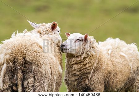 on the field is there an sheep stay around and eat the grass