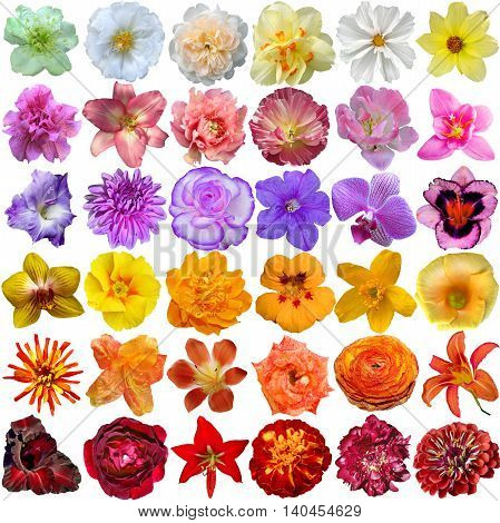 Big Selection of Various Flowers Isolated on White Background
