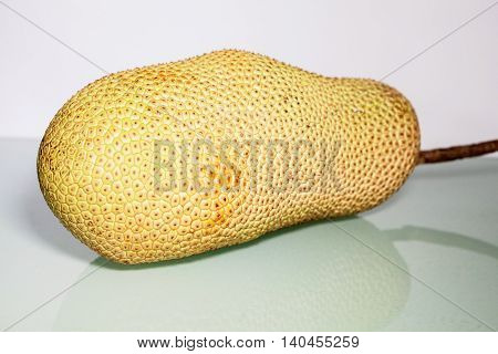 Unripe Artocarpus Integer or known as breadfruit or jackfruit