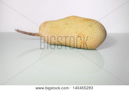Unripe Artocarpus Integer or known as breadfruit or jackfruit