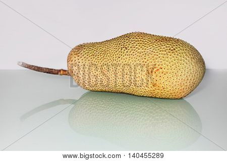 Unripe Artocarpus Integer or known as breadfruit or jackfruit
