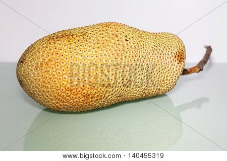 Unripe Artocarpus Integer or known as breadfruit or jackfruit
