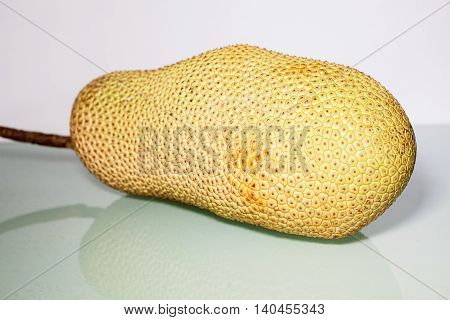 Unripe Artocarpus Integer or known as breadfruit or jackfruit