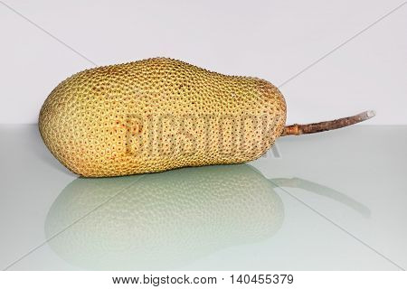 Unripe Artocarpus Integer or known as breadfruit or jackfruit