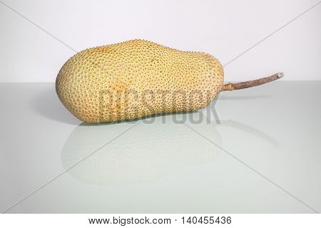 Unripe Artocarpus Integer or known as breadfruit or jackfruit