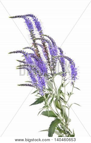 Garden flower Veronica longifolia by close-up on a white background
