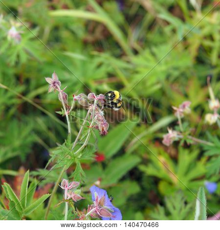 A bee collects nectar from the flowers of geranium meadow (Yakutia)