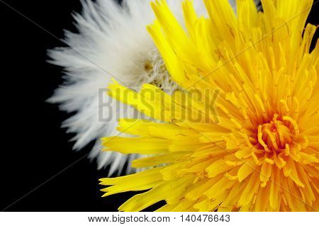 Two Wildflowers In Two Development Phase On Black
