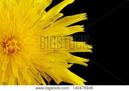 Closeup Yellow Poisonous Wildflower On Black As Sonchus Arvensis