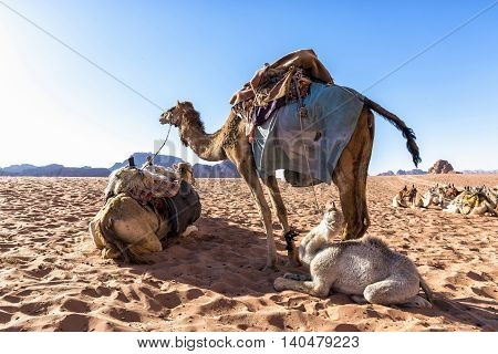 Dromedary camels in Wadi Rum desert, Jordan. The dromedary, also called the Arabian camel, is a large, even-toed ungulate with one hump on its back. It is one of the three species of camel existing.