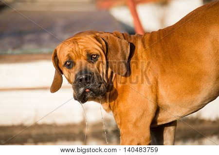 Boerboel Dog Drinking Water