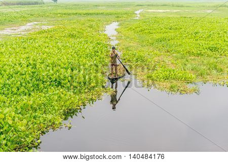 Farmer Is Picking Water Lily