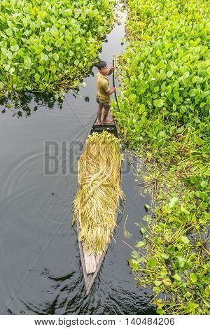 Farmer Is Picking Water Lily