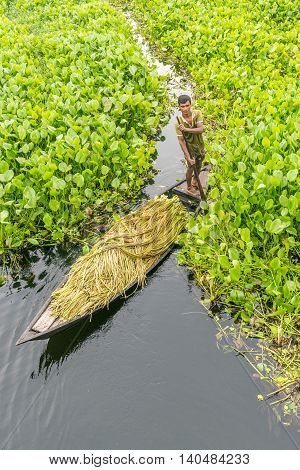 Farmer Is Picking Water Lily