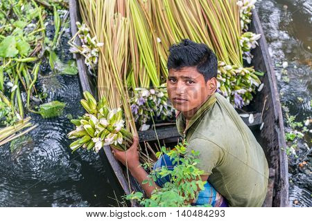 Farmer Is Picking Water Lily