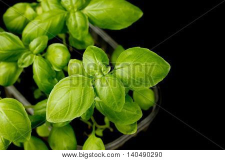 Young green basil plant on black background blank space for text