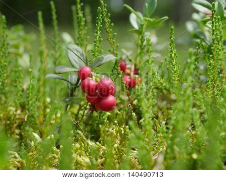 red wild cranberry on a wald background