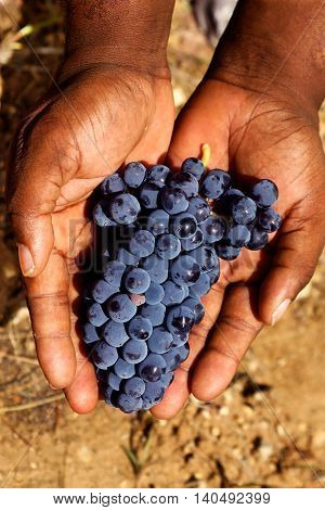 Grapes harvest. Farmers hands with freshly harvested black grapes.