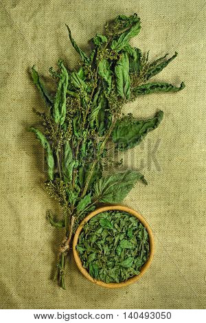 Nettle. Dried herbs for use in alternative medicine.Herbal medicine phytotherapy medicinal herbs.For preparation of infusions decoctions tinctures powders ointments tea. Background green cloth