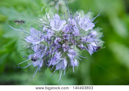 Close-up Of Phacelia Flower  Tanacetifolia And Humble Bee Collects Nectar