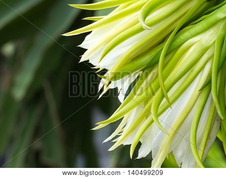 Close-up of flowers of Dragon fruit cactus (Hylocereus spp)