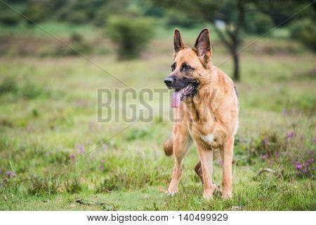 Gsd K9 Security Dog