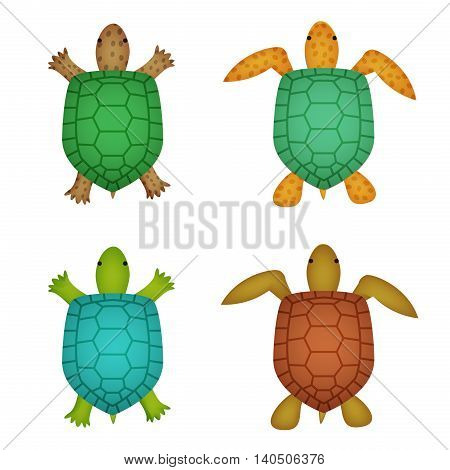 Turtle and tortoise in realistic style top view vector